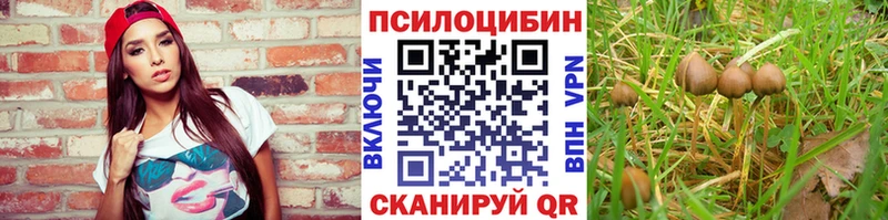 Псилоцибиновые грибы Psilocybe  где купить наркотик  Канаш 